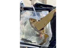 残暑の堤防釣り!サビキ釣りで色々な魚が釣れました。活性ボール(活性ブースター)を使った一工夫も?【スタッフあおやまの釣行記】