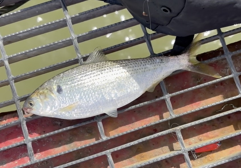 尼崎で釣れたコノシロ