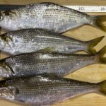 【スタッフ釣り】2025年6月15日(日)尼崎市立魚つり公園 釣果