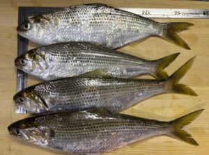 【スタッフ釣り】2025年6月15日（日）尼崎市立魚つり公園 釣果